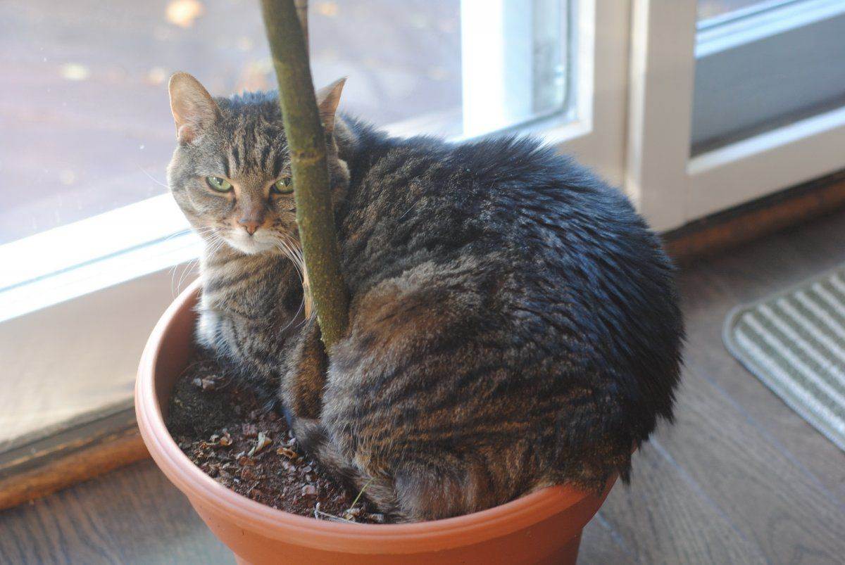 Как защитить цветы от кота, методы, безопасные для кошек и для растений
