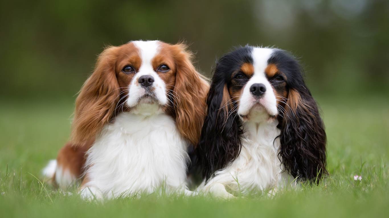 Английские породы собак — список с фотографиями и названиями