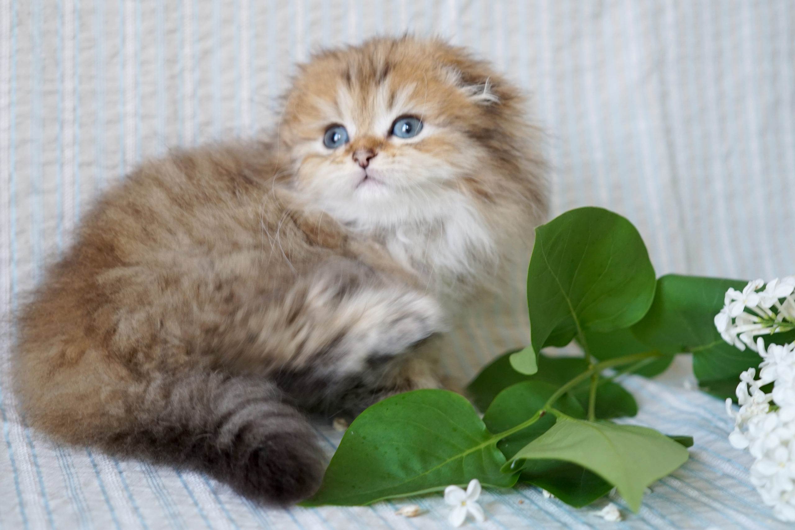 Шотландская вислоухая кошка - 4 признаки породы, фото, описание, характер