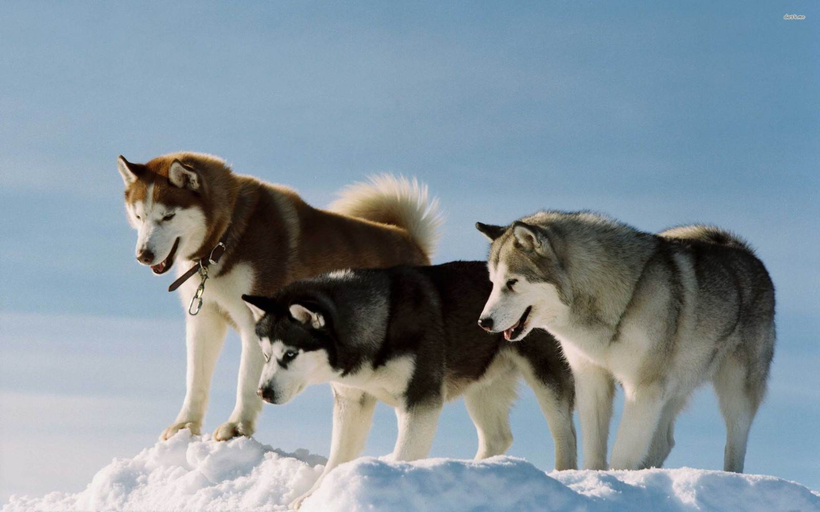 Аляскинский маламут — ездовая собака с интересной историей