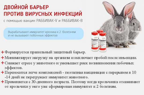 Вакцинация кроликов: какие прививки и когда делать