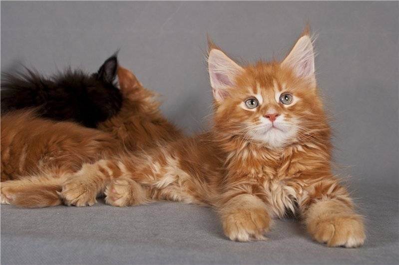 Описание породы кошек мейкун: характеристики и уход, питание
