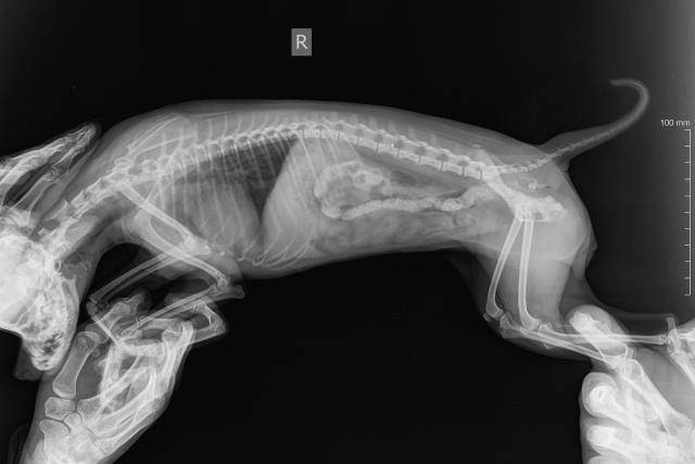 У собаки бурлит в животе: почему, что делать, лечение
