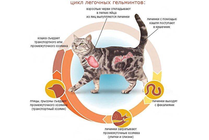 Как можно понять о скорых родах у кошки: симптоматика и внешние признаки