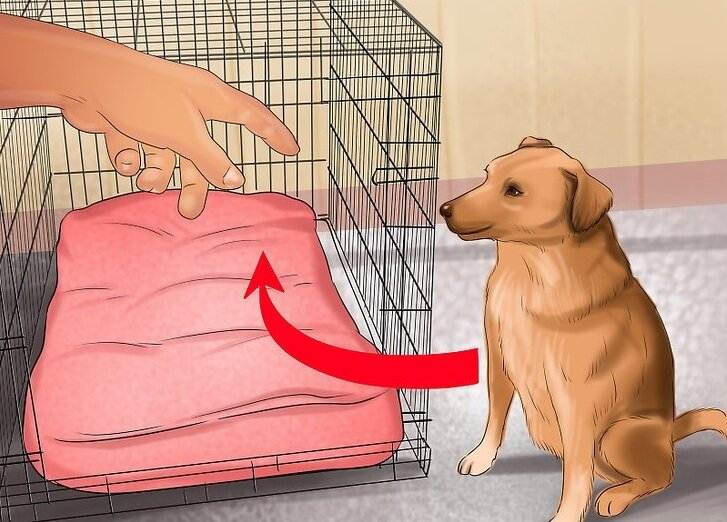 Как приучить собаку к вольеру или будке: советы от опытных заводчиков
