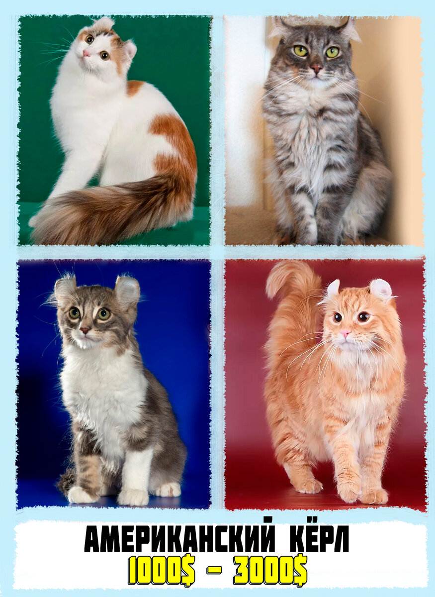 Американский керл: описание и характер породы кошек, уход