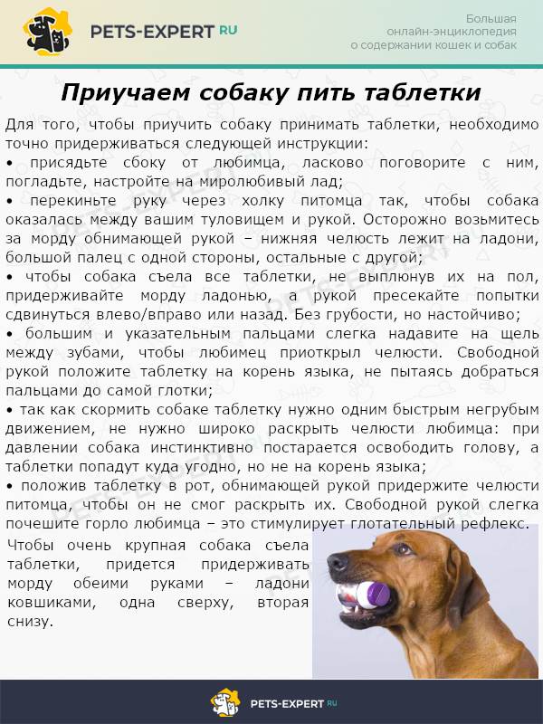 Понос у собаки: причины и лечение
