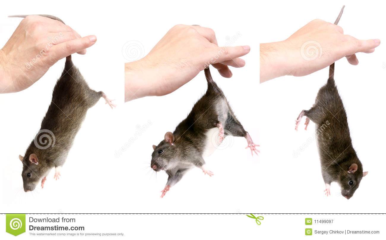 Как самостоятельно и безопасно приручить домашнюю крысу к рукам