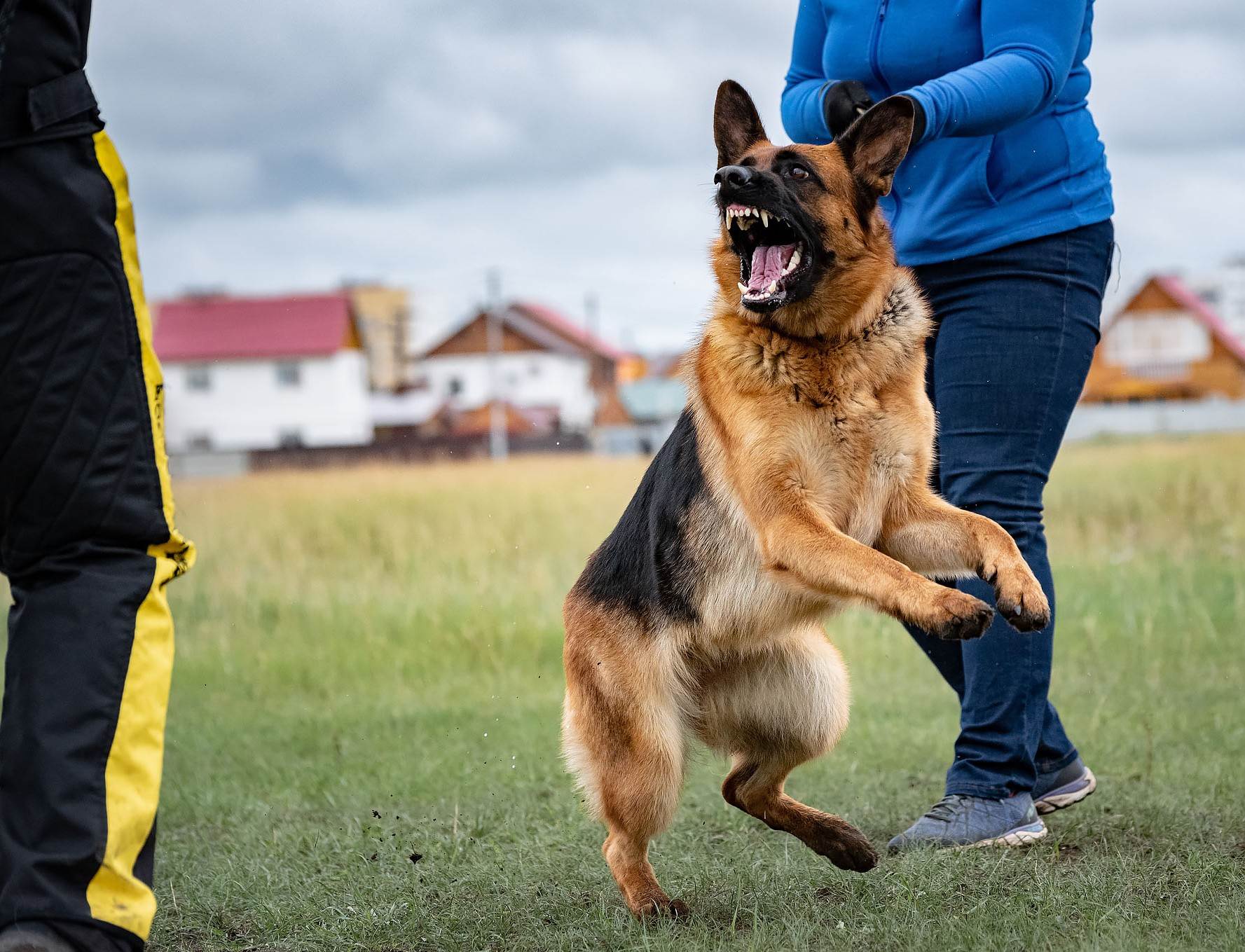 Команды для собак: список и как научить жестами, для выполнения и дрессировки