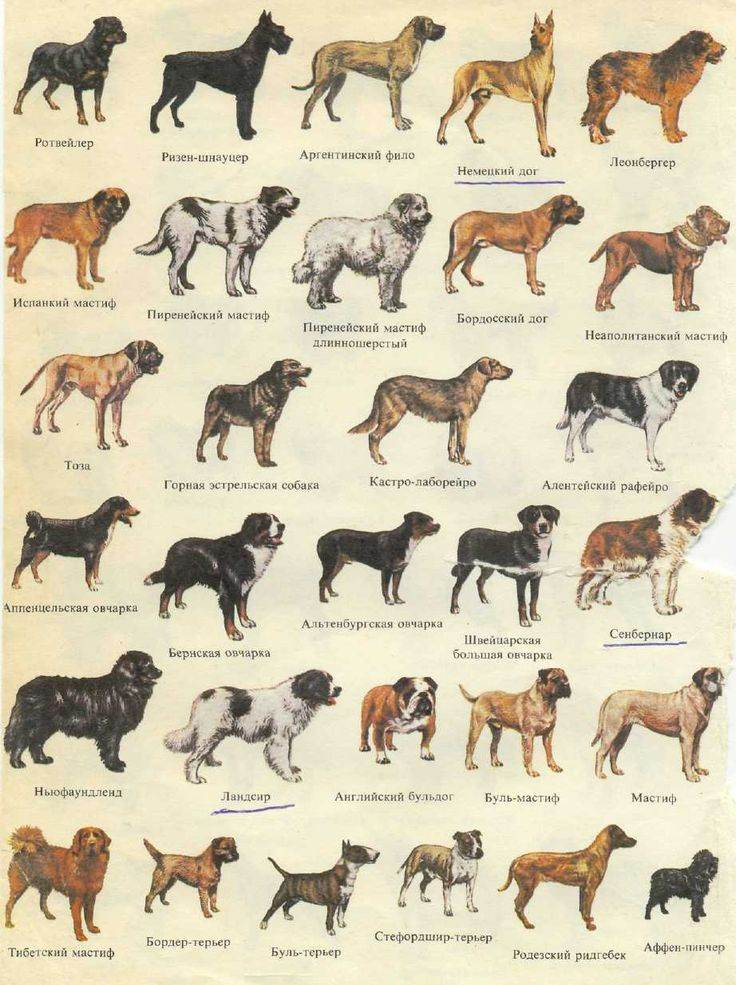 Породы собак с фотографиями и названиями. топ 80 пород собак
породы собак с фотографиями и названиями. топ 80 пород собак
