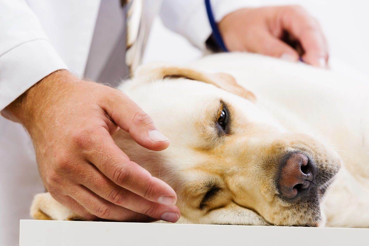 Распространённые вирусные инфекции у собак