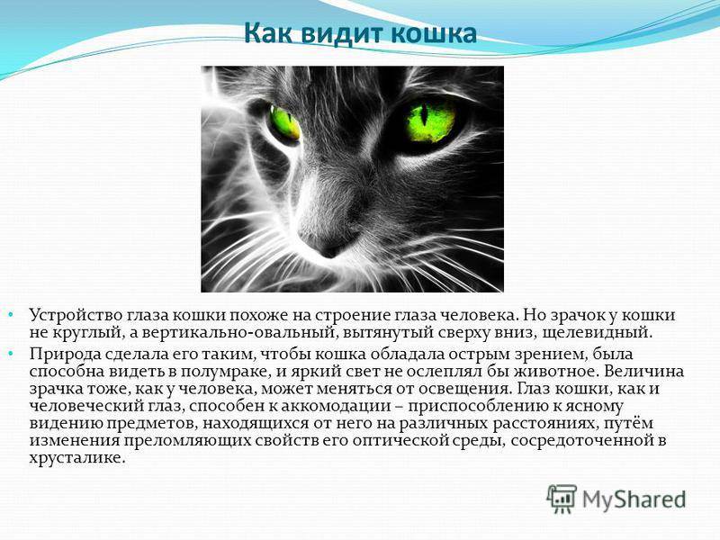Как кошки лечат людей - миф или правда - kotiko.ru