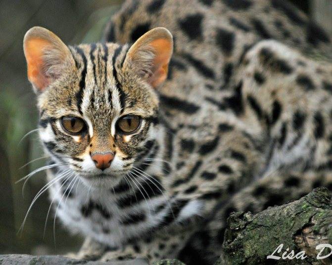 Кошки леопардовые: описание пород, характер, особенности ухода, история