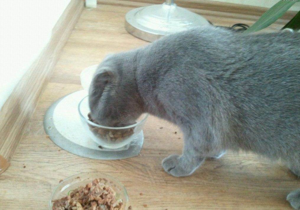 Почему кошка не ест? возможные причины и последствия. - лечение, основные причины и симптомы