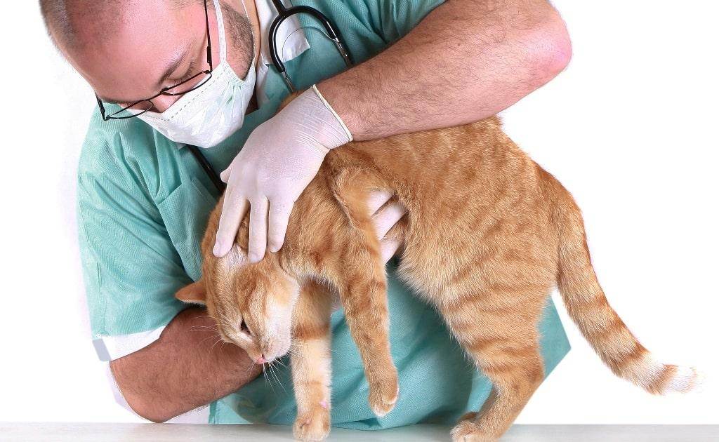 Кожные болезни кошек: лечение и описание заболеваний с фото - kotiko.ru