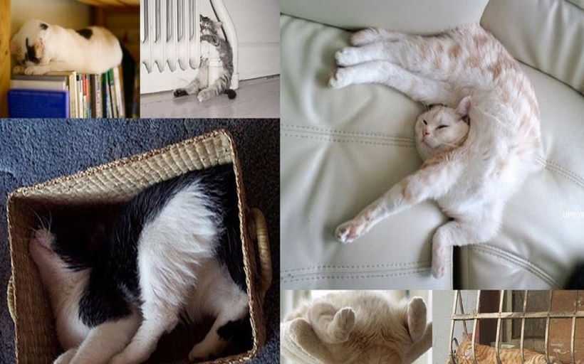 10 причин почему кошки все время спят