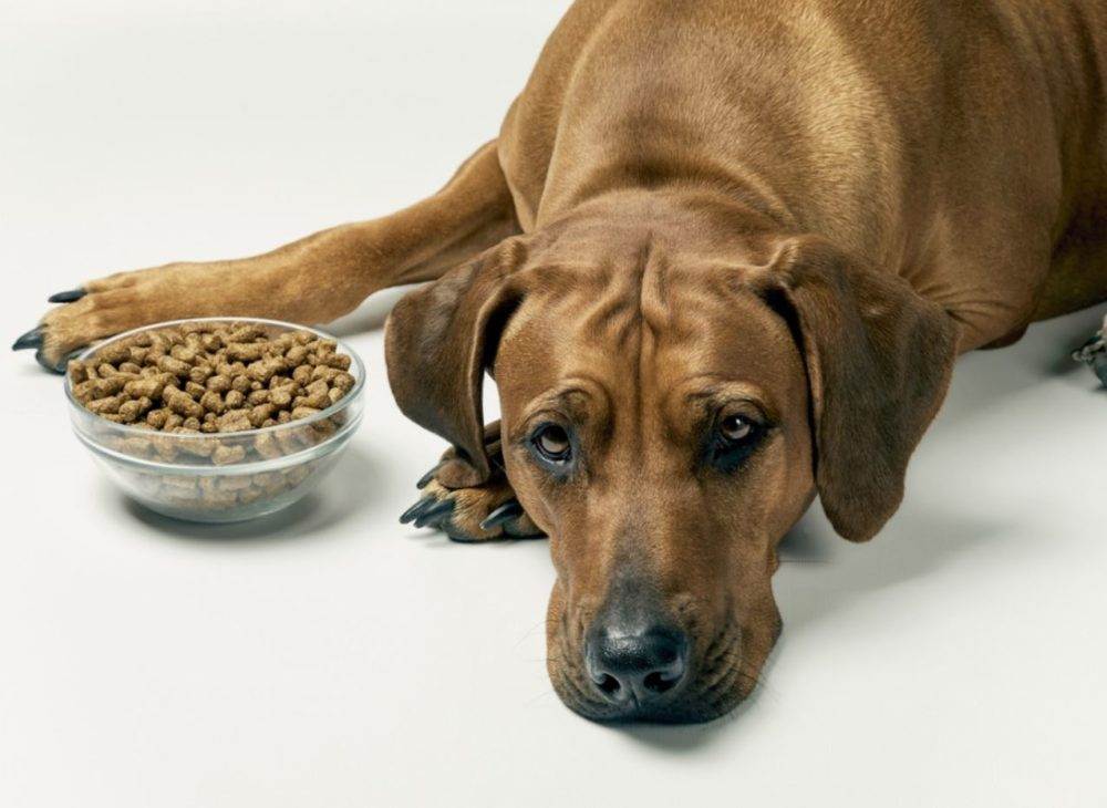 Что делать, если собака не ест сухой корм?