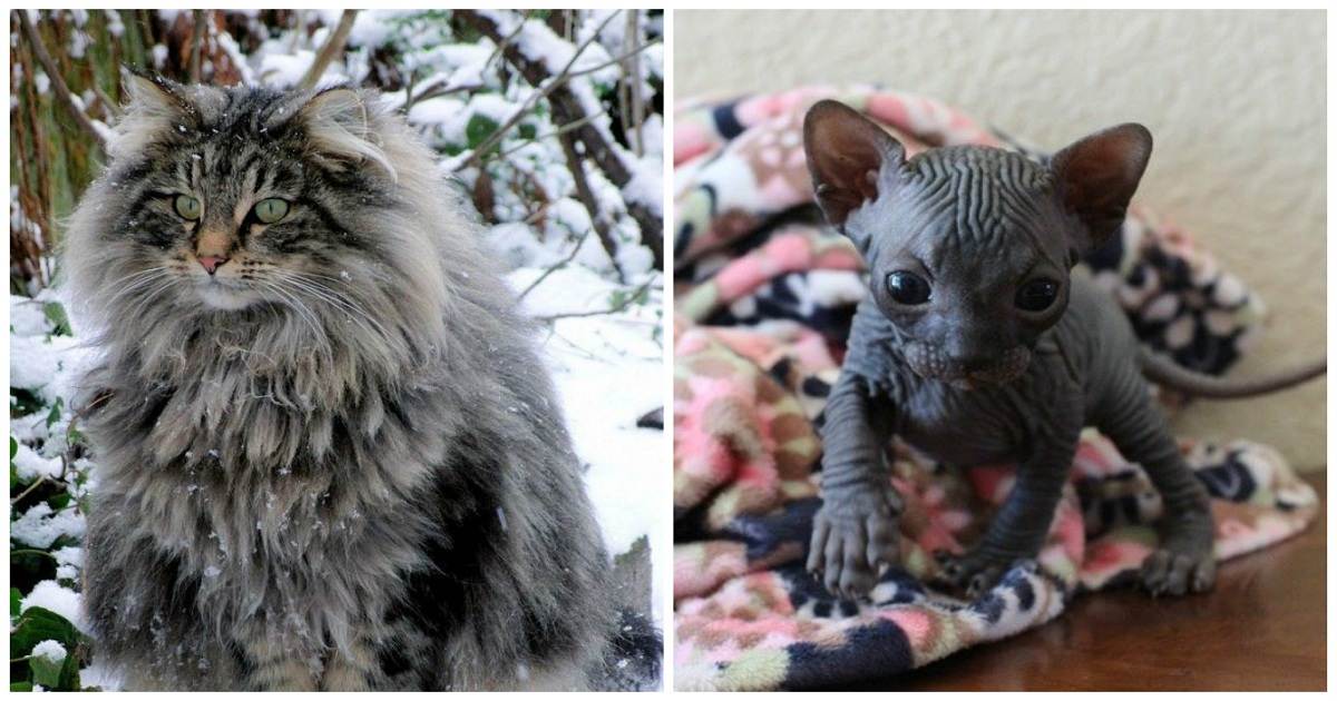 Вымирающие породы кошек