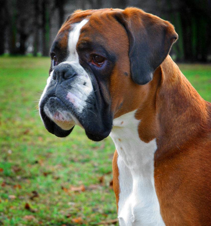 Немецкий боксер - порода собак: щенки, характер, описание