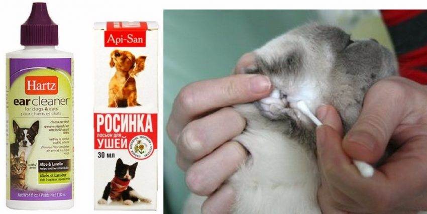 Как почистить уши коту: как часто и чем чистить пошаговая инструкция.