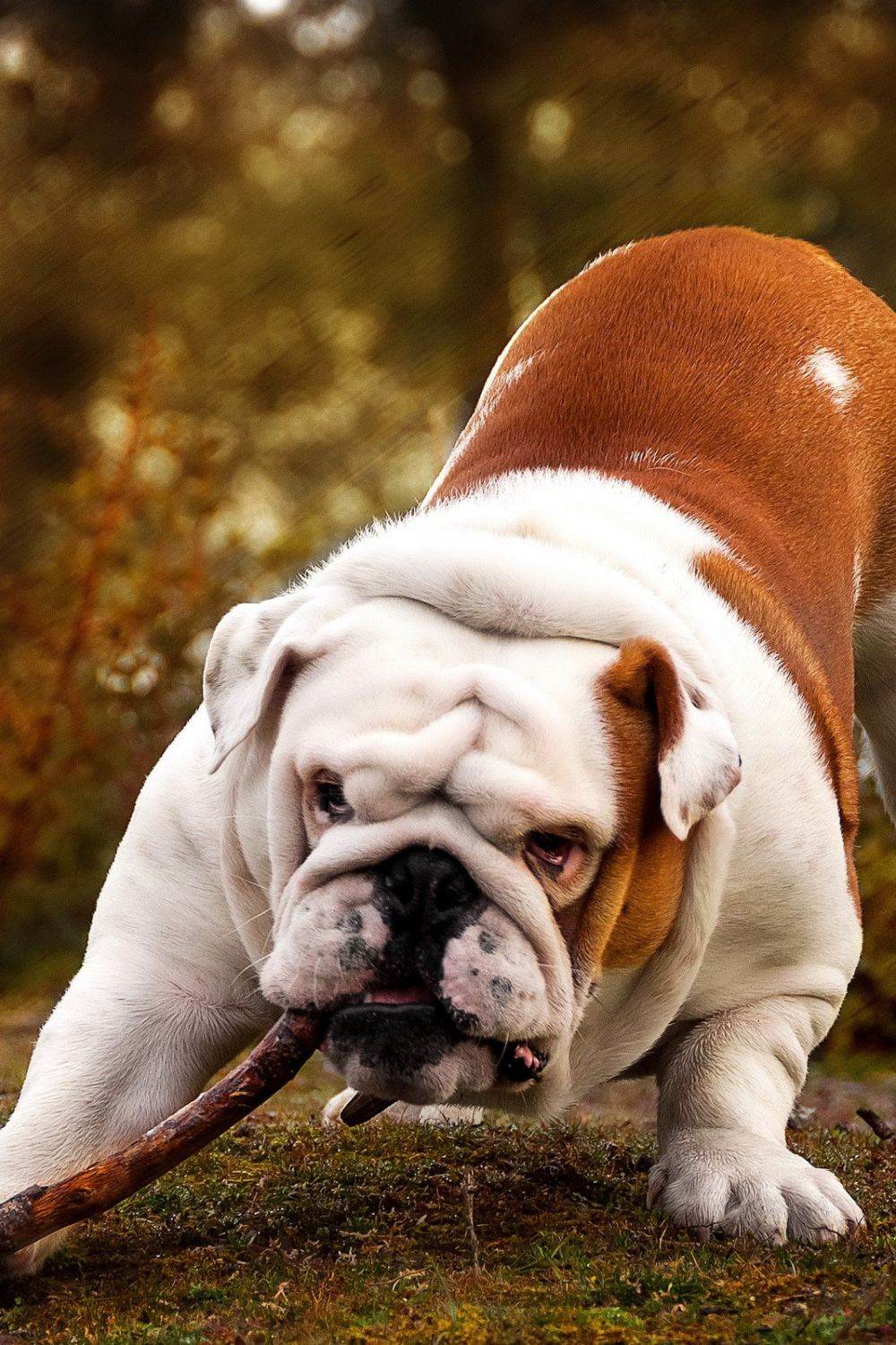 Английский бульдог - 125 фото одной из лучших пород собак в обзоре!