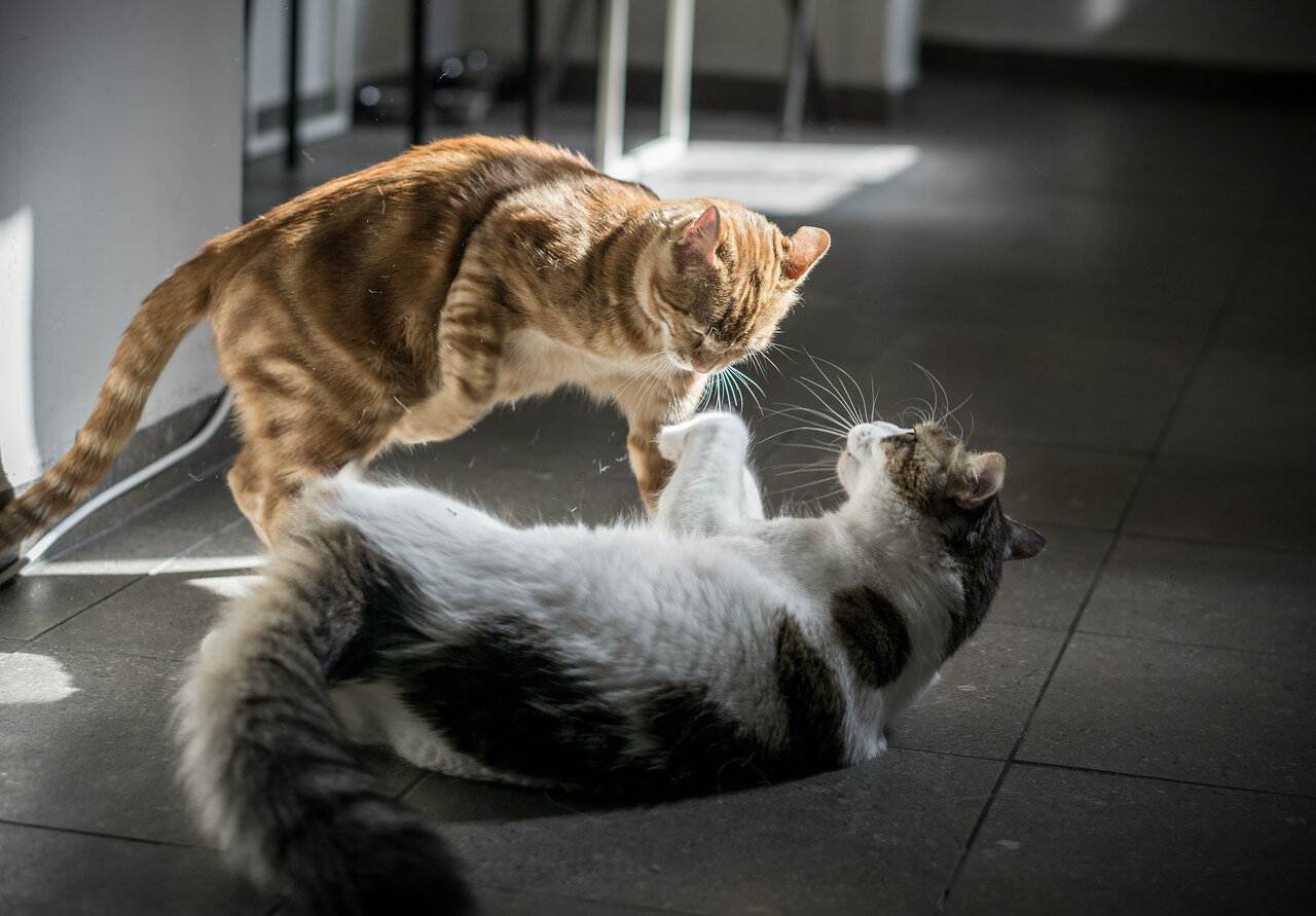 Как подружить между собой двух котов или кошек в одной квартире, что делать, если они дерутся и орут?