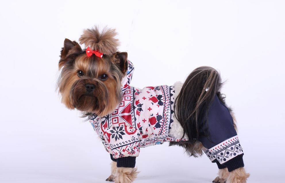 Составляем гардероб для йорка: одежда для разных сезонов, приучение собаки к ней