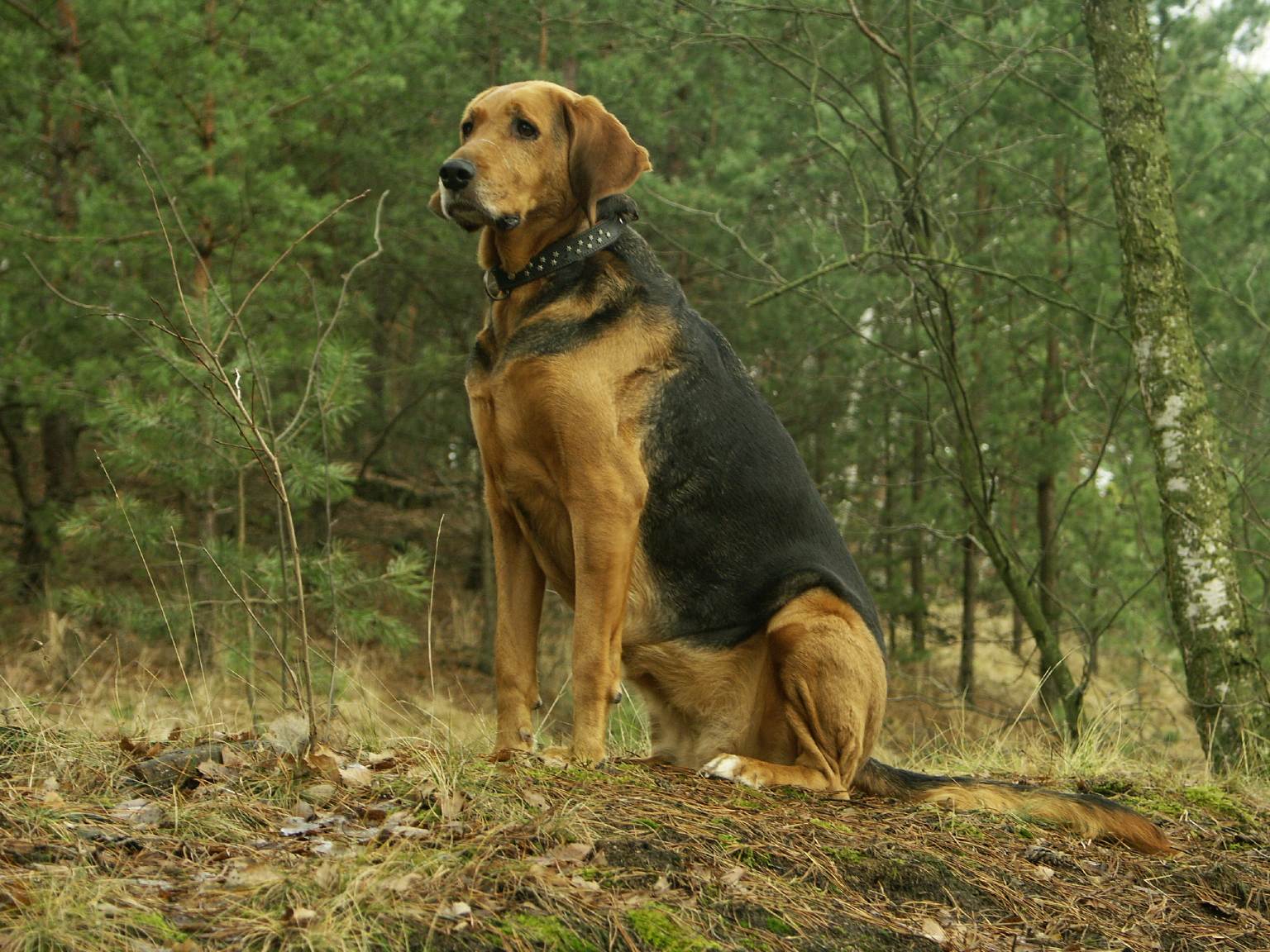 Литовская гончая: описание породы собак с фото и видео