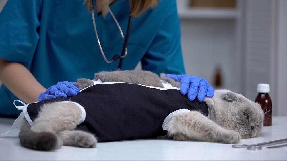 Стерилизация кошек: в каком возрасте лучше стерилизовать, поведение кошки до и после операции, подготовка к стерилизации, виды: полостная операция, крючок, лапароскопия