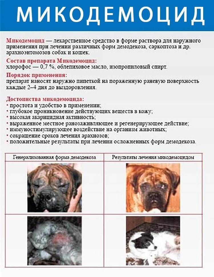 Рекомендации по лечению и профилактике демодекоза у собак