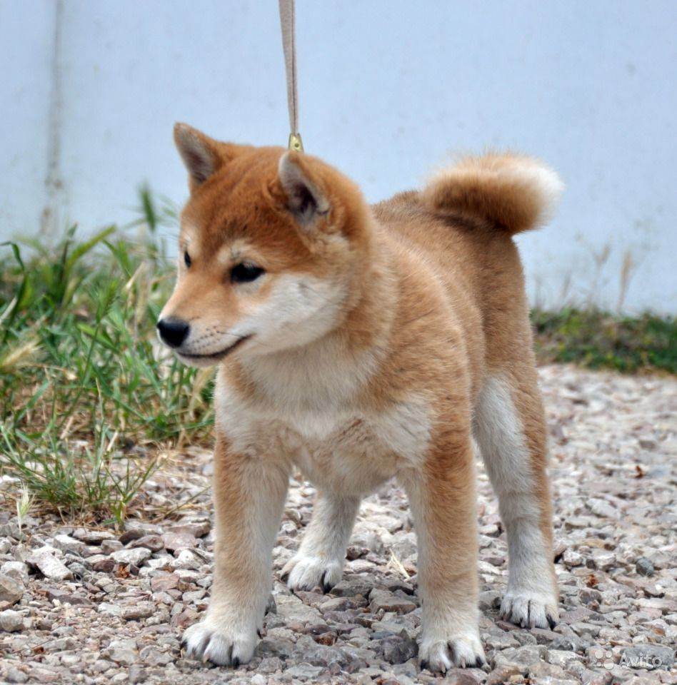 Шиба (сиба) ину: японская собака – происхождение и характер, особенности и уход | блог ветклиники "беланта"