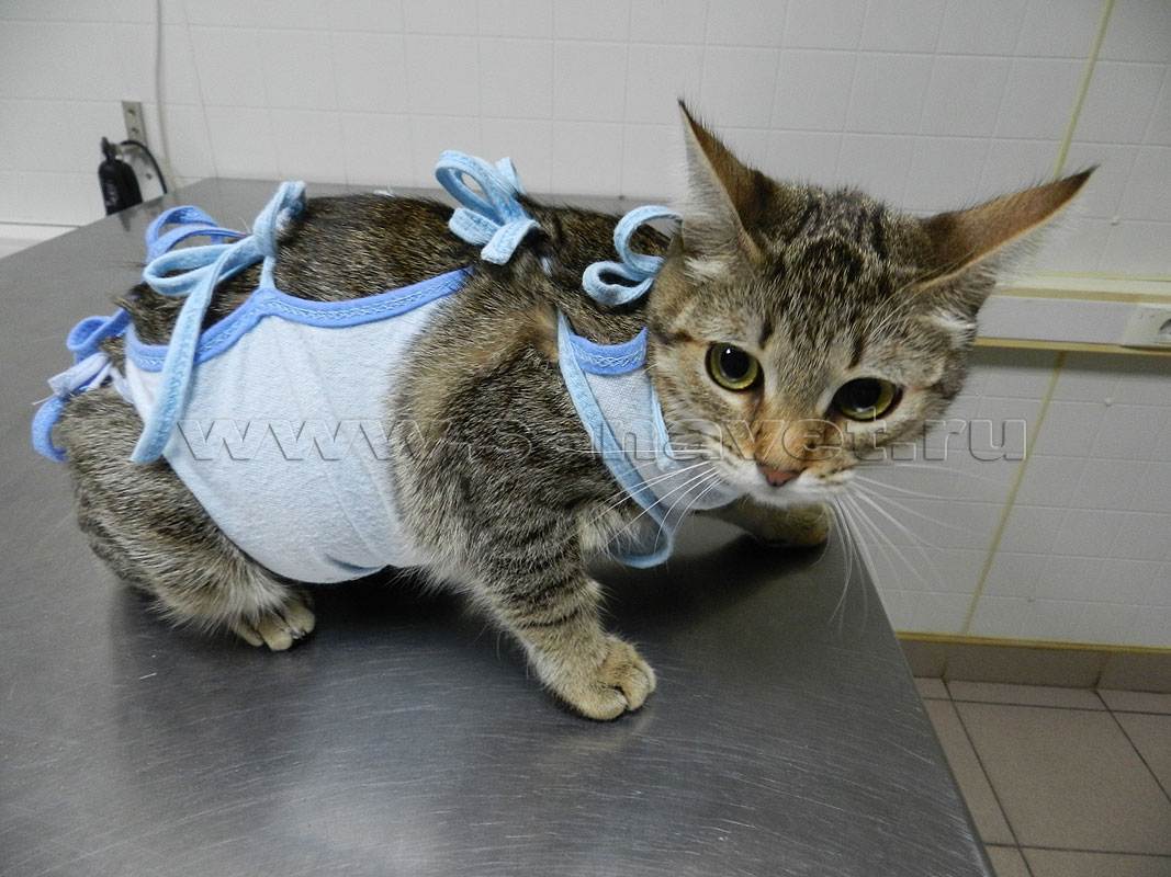 Через сколько можно снять попону. Бандаж для кошки. Кот в повязке. Кошачий бандаж для стерилизации.