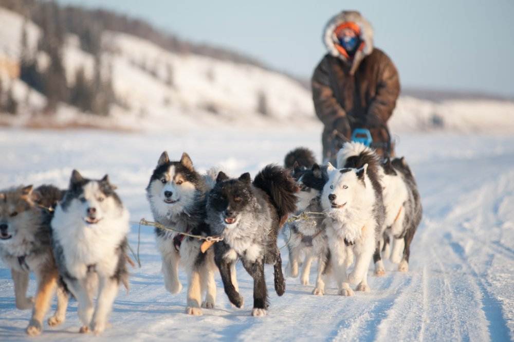 Топ-35 лучших пород собак для детей с фото | dogkind.ru