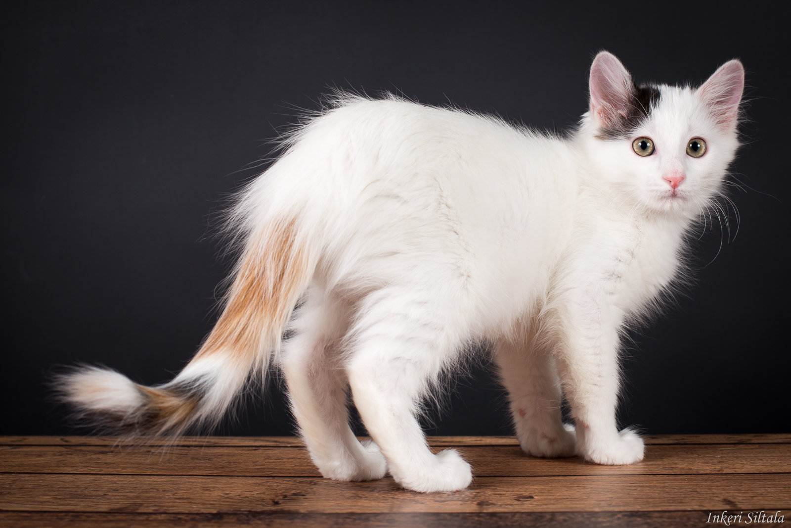 Турецкий ван: 5 поразительных вещей, которые следует знать про эту породу кошек