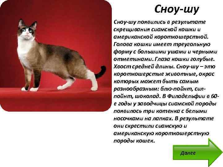 Кошка сноу-шу: фото и описание породы, особенности содержания, советы по выбору котят