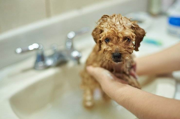 Что будет если помыть собаку человеческими шампунями: разрешается ли это