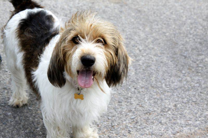 Большой вандейский бассет-гриффон: характеристики породы собаки, фото, характер, правила ухода и содержания