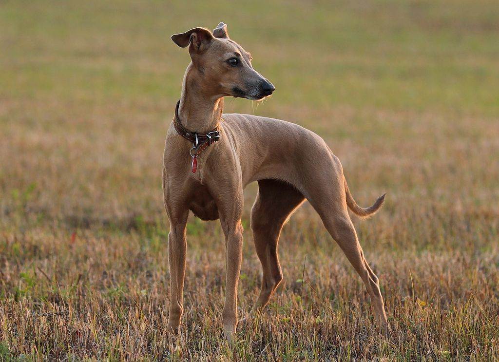 Левретка: фото и описание итальянской породы собак