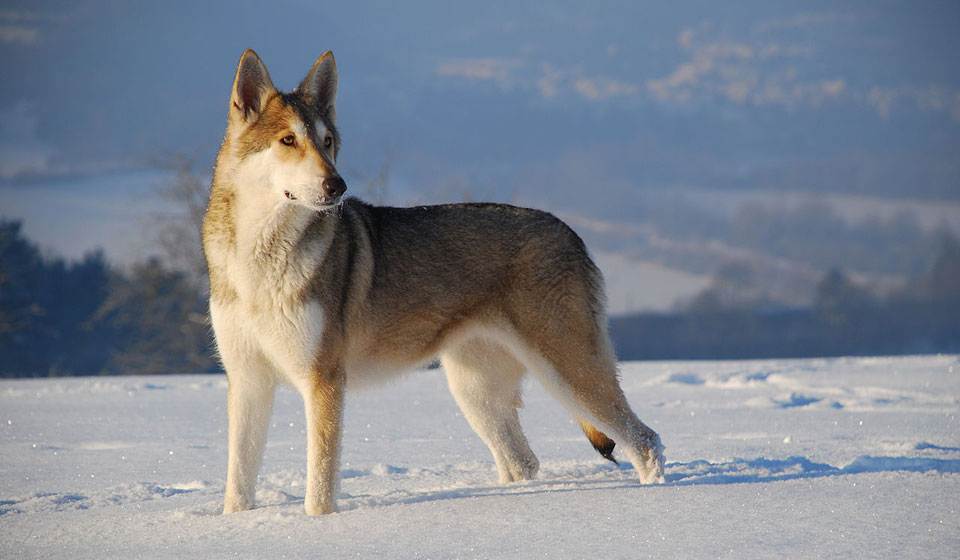 Волчья собака сарлоса: красив, но спесив