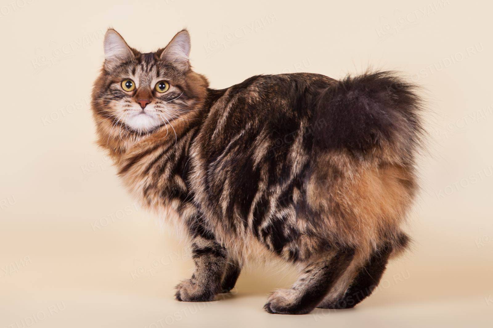 Кимрик: описание породы кошек с острова мэн, отличия от ближайших родственников – мэнксов