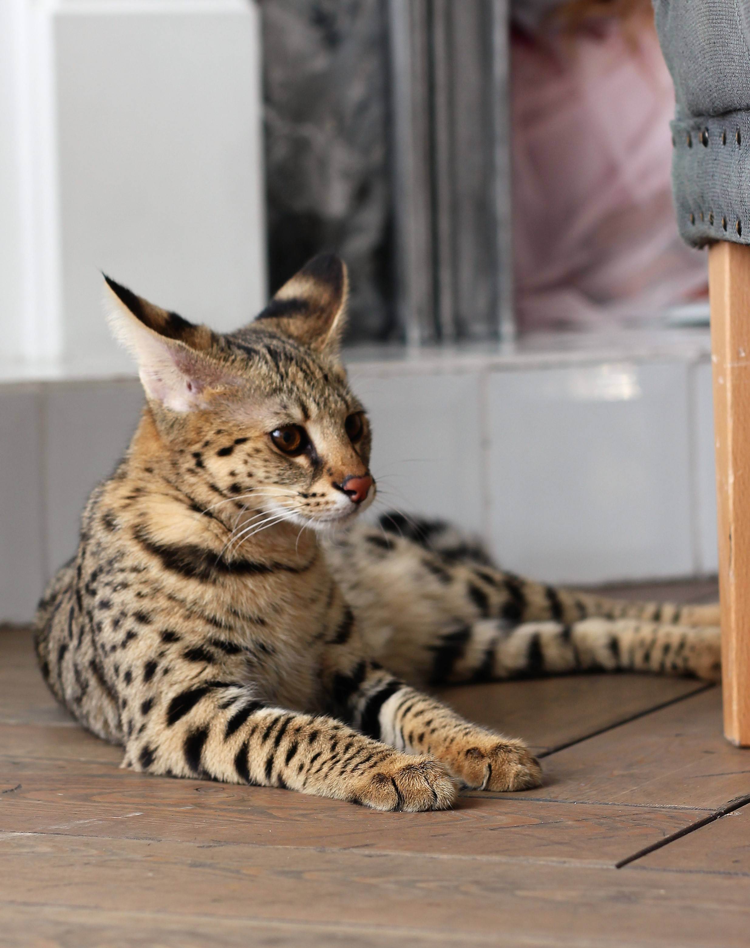 Порода кошек саванна – дорогие домашние сервалы
