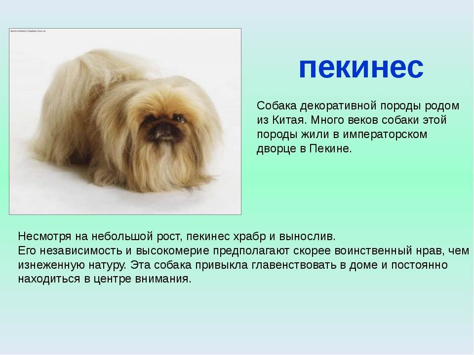 Описание породы «китайский шарпей»: фото собак, характеристика стандарта, особенности ухода и правильное кормление