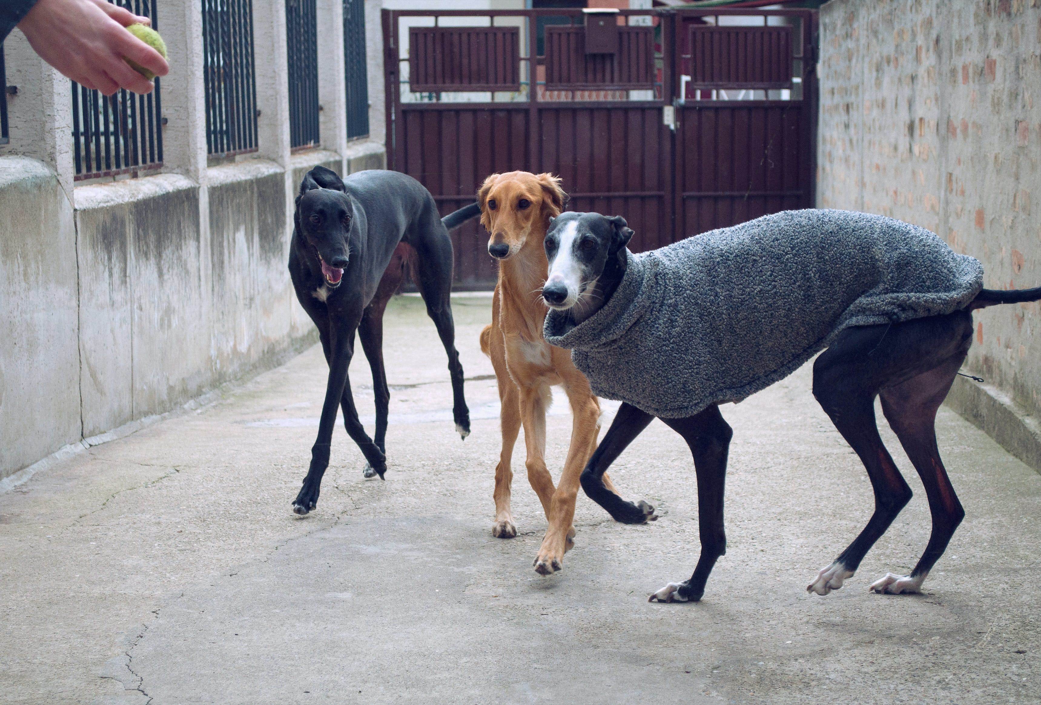 Собаки испании