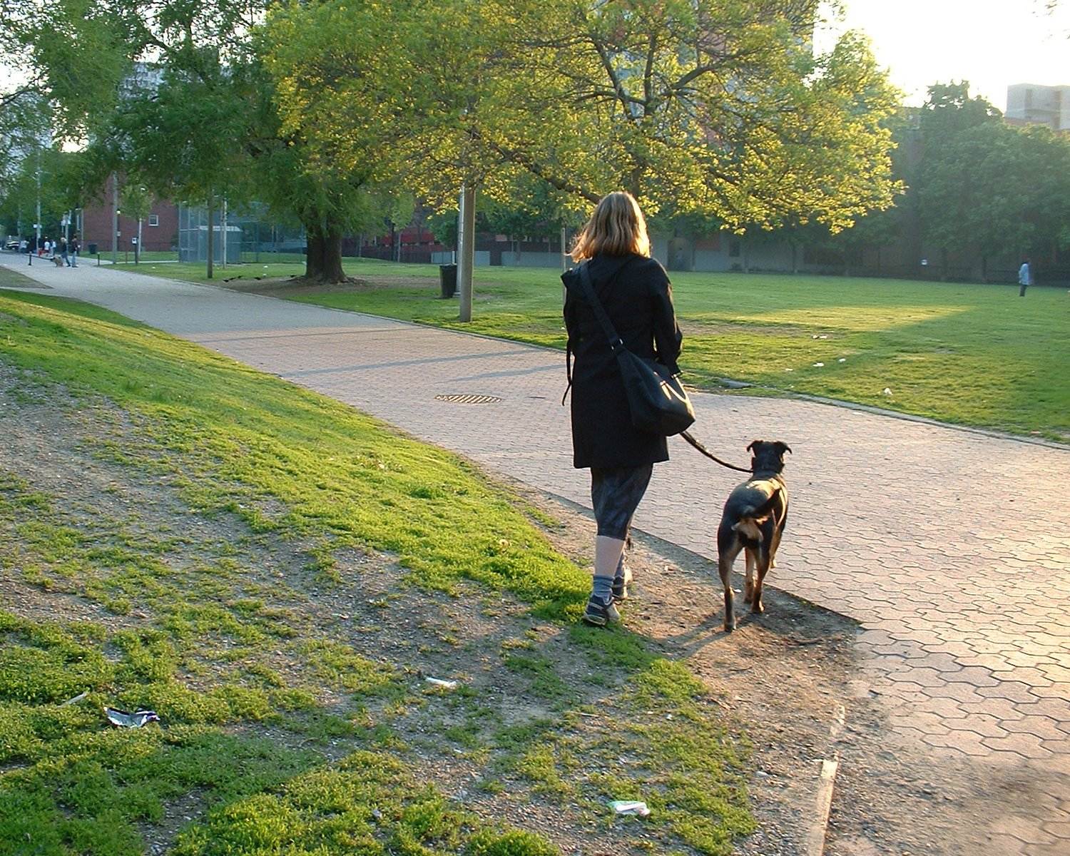 Как часто нужно гулять с собакой?