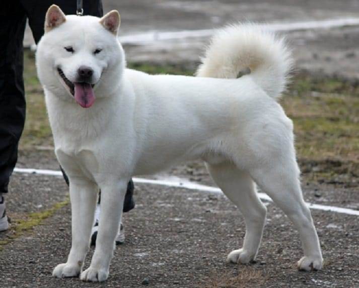 Сикоку: осписание породы, внешние особенности японских собак, характер и содержание, отзывы и фото
