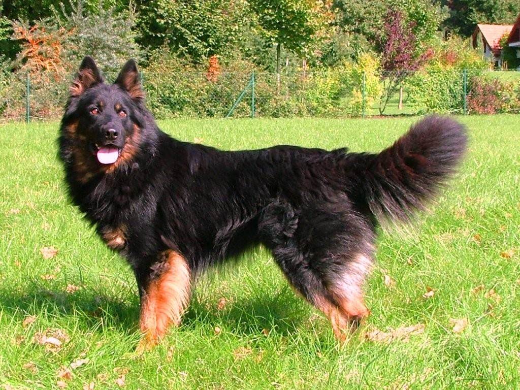 Породы собак родом из чехии