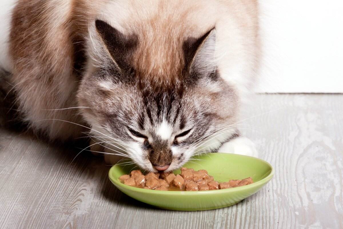 Кошка плохо и мало ест причины