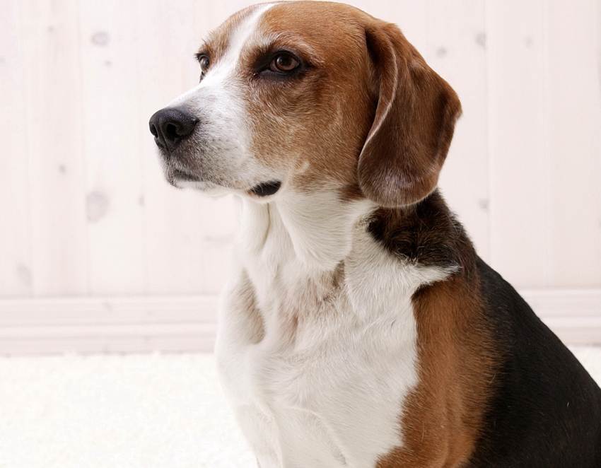 Американский фоксхаунд - описание гончей порды собак