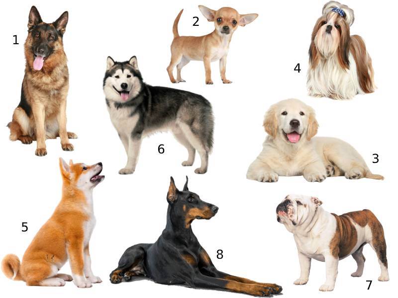 Как выбрать собаку, советы по выбору породы, плюсы и минусы пород.