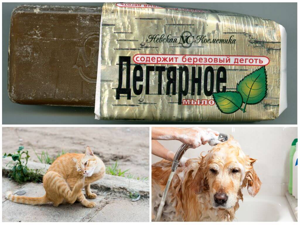 Применение дегтярного мыла для выведения блох у кошек и собак - сэс